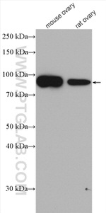 P3H3 Antibody in Western Blot (WB)