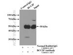 BCCIP Antibody in Immunoprecipitation (IP)