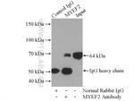 MYEF2 Antibody in Immunoprecipitation (IP)