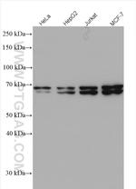 MYEF2 Antibody in Western Blot (WB)