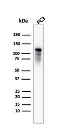 Drebrin 1 (DBN1) Antibody in Western Blot (WB)