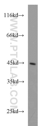 ATP6V1C2 Antibody in Western Blot (WB)
