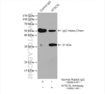 NT5C3L Antibody in Immunoprecipitation (IP)