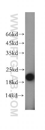 MRPS28 Antibody in Western Blot (WB)