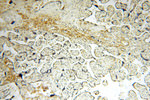 MRPL46 Antibody in Immunohistochemistry (Paraffin) (IHC (P))