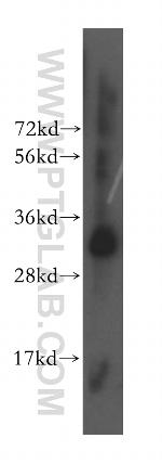 MRPL46 Antibody in Western Blot (WB)