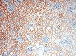 EXOSC10 Antibody in Immunohistochemistry (Paraffin) (IHC (P))