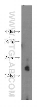MRPS11 Antibody in Western Blot (WB)