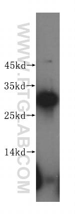 DNAJB3 Antibody in Western Blot (WB)