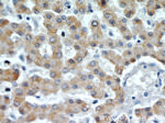 ACADL Antibody in Immunohistochemistry (Paraffin) (IHC (P))