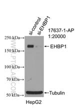 EHBP1 Antibody in Western Blot (WB)