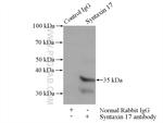 Syntaxin 17 Antibody in Immunoprecipitation (IP)
