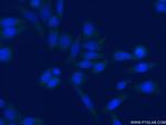 EIF4B Antibody in Immunocytochemistry (ICC/IF)