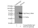 HOXA9 Antibody in Immunoprecipitation (IP)
