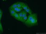 EPHA1 Antibody in Immunocytochemistry (ICC/IF)