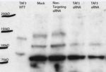 TAF3 Antibody in Western Blot (WB)
