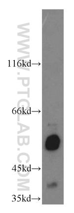ZIP7 Antibody in Western Blot (WB)