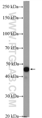 UBAC1 Antibody in Western Blot (WB)