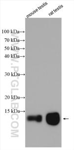 C11orf67 Antibody in Western Blot (WB)