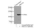 PI3K p110(gamma) Antibody in Immunoprecipitation (IP)