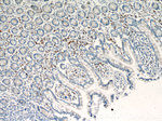 SDF2L1 Antibody in Immunohistochemistry (Paraffin) (IHC (P))