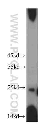 SDF2L1 Antibody in Western Blot (WB)