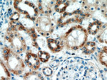 CHCHD4 Antibody in Immunohistochemistry (Paraffin) (IHC (P))