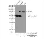 VANGL2 Antibody in Immunoprecipitation (IP)
