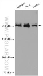 ACC1 Antibody in Western Blot (WB)