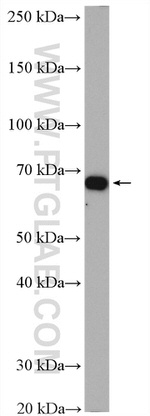 ATP1B2 Antibody in Western Blot (WB)