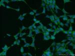ZRANB3 Antibody in Immunocytochemistry (ICC/IF)