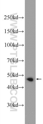 CEP55 Antibody in Western Blot (WB)