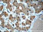 TMEM59 Antibody in Immunohistochemistry (Paraffin) (IHC (P))