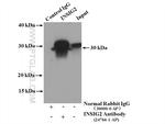 INSIG2 Antibody in Immunoprecipitation (IP)