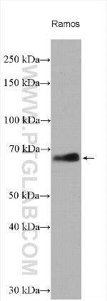RelB Antibody in Western Blot (WB)