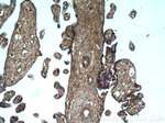 GNE Antibody in Immunohistochemistry (Paraffin) (IHC (P))
