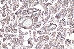 ZNF451 Antibody in Immunohistochemistry (Paraffin) (IHC (P))