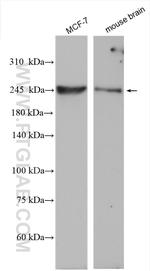 CHD3 Antibody in Western Blot (WB)