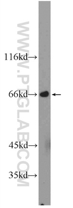 MTF1 Antibody in Western Blot (WB)