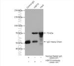 HSP70 Antibody in Immunoprecipitation (IP)