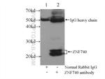 ZNF740 Antibody in Immunoprecipitation (IP)