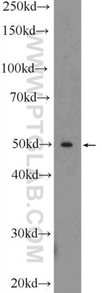 TOM1 Antibody in Western Blot (WB)