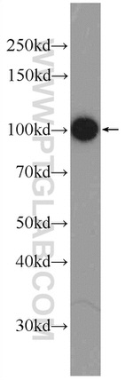 DGCR8 N-terminal Antibody in Western Blot (WB)