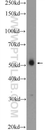 FBXL16 Antibody in Western Blot (WB)