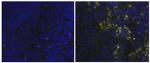 Rat IgG (H+L) Secondary Antibody in Immunohistochemistry (Frozen) (IHC (F))