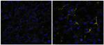 Rat IgG (H+L) Secondary Antibody in Immunohistochemistry (Frozen) (IHC (F))