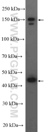 CPA4 Antibody in Western Blot (WB)