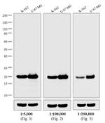 Mouse IgG Fc Secondary Antibody in Western Blot (WB)