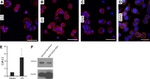 CDH11 Antibody in Western Blot, Immunohistochemistry (WB, IHC)