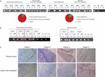 CDH11 Antibody in Immunohistochemistry (IHC)